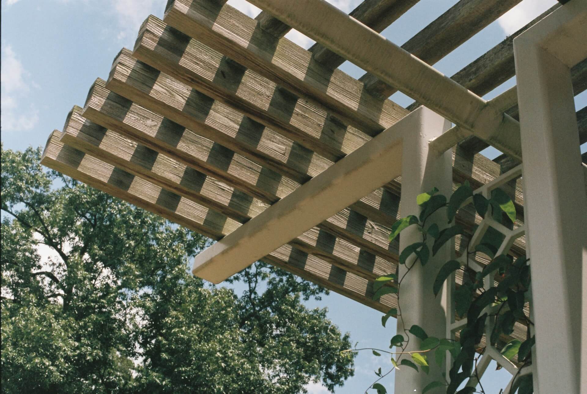 Wooden garden pergola with climbing plants and sunlight filtering through wooden slats